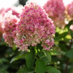 Hortenzia metlinatá (Hydrangea paniculata) ´LIVING PINKY PROMISE´® by LIVING CREATIONS´® - výška 40-60 cm, kont. C2L